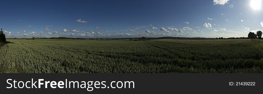 Panoramic Field Of Rye