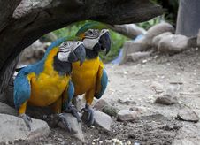 The Multi Colored Parrot Royalty Free Stock Images The Multi Colored Parrot Royalty Free Stock Images