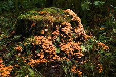Fall Mushrooms Royalty Free Stock Images Fall Mushrooms Royalty Free Stock Images