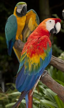The Multi Colored Parrot Stock Photos The Multi Colored Parrot Stock Photos