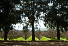 Landscape With Trees In An Orchard Stock Photos Landscape With Trees In An Orchard Stock Photos
