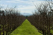 Landscape With Trees In An Orchard Royalty Free Stock Image