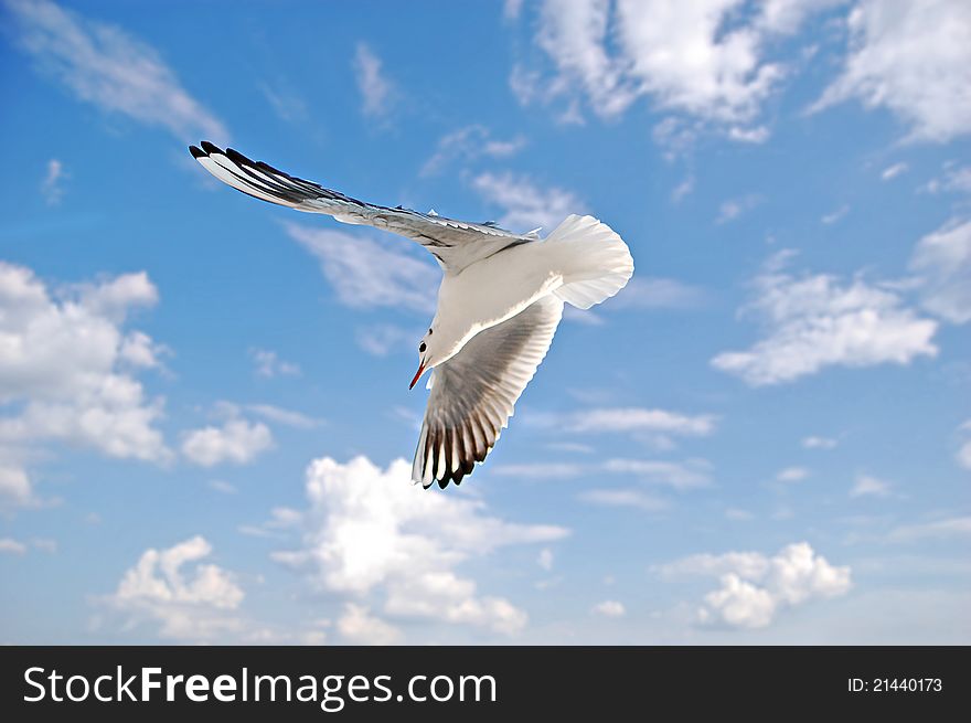 A seagull flying, in background a beautiful sky. A seagull flying, in background a beautiful sky.