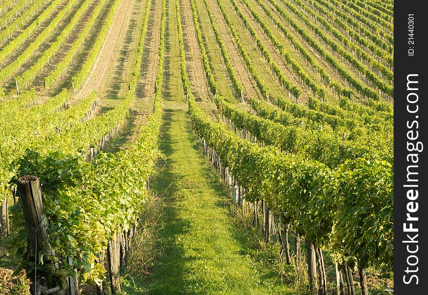 Vineyard, landscape in autumn with green grape plants on a hill