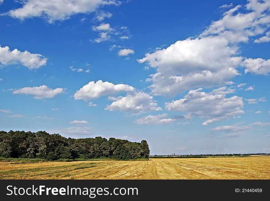 Yellow flowers of in the field and a green grass on a meadow. Yellow flowers of in the field and a green grass on a meadow.