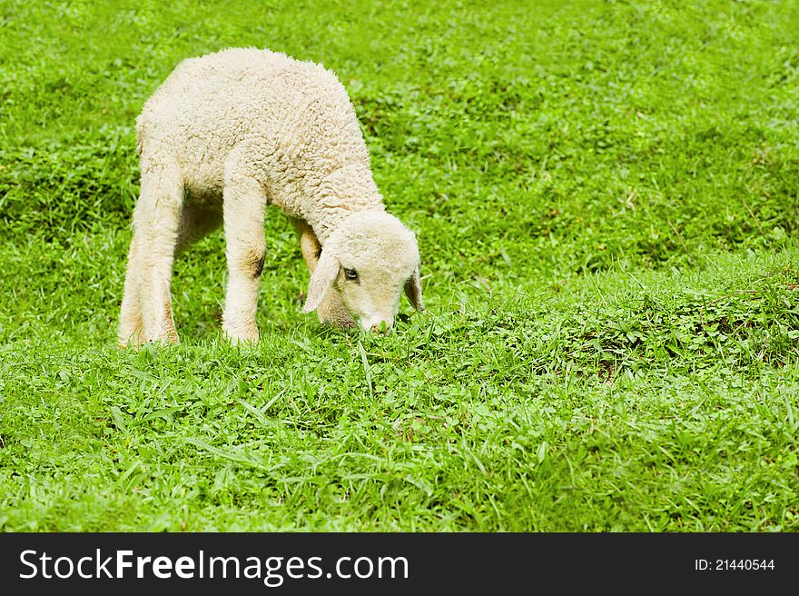 Baby sheep in a pasture of green grass. Baby sheep in a pasture of green grass