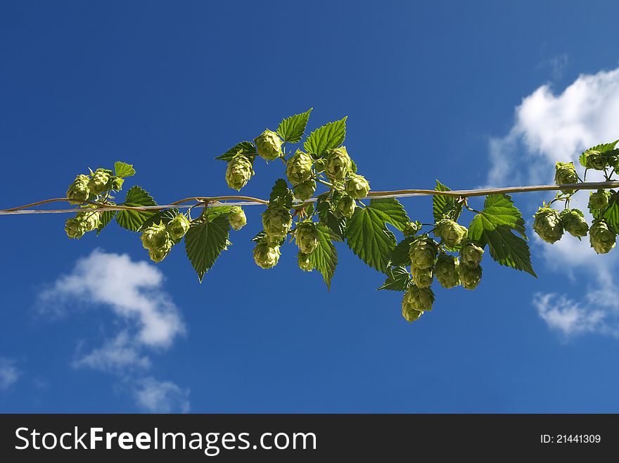 Plant hop with cones, curls on blue sky background