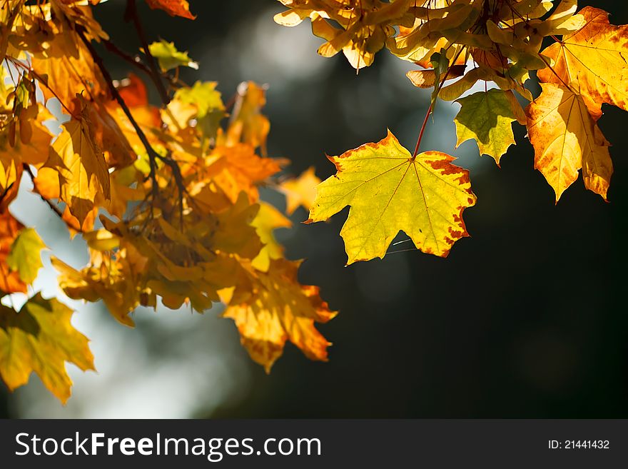 Autumn orange maple leaves in sunlight. Autumn orange maple leaves in sunlight