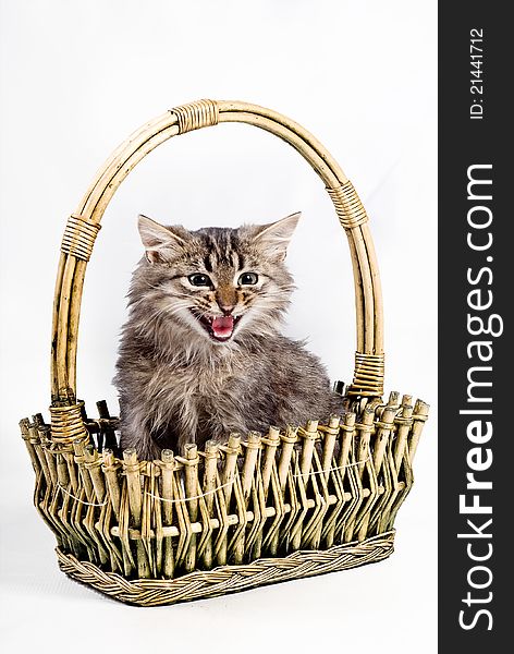 Little kitten on the basket  on white background