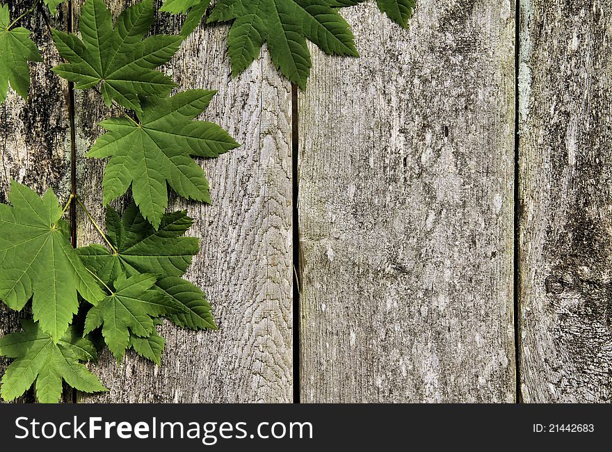 Lush green leaves rest on a grungy, aged fence. Lush green leaves rest on a grungy, aged fence.