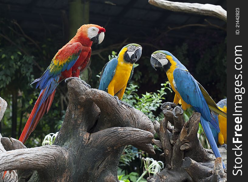 The multi colored parrot meeting on the logcin safaripark, thailand