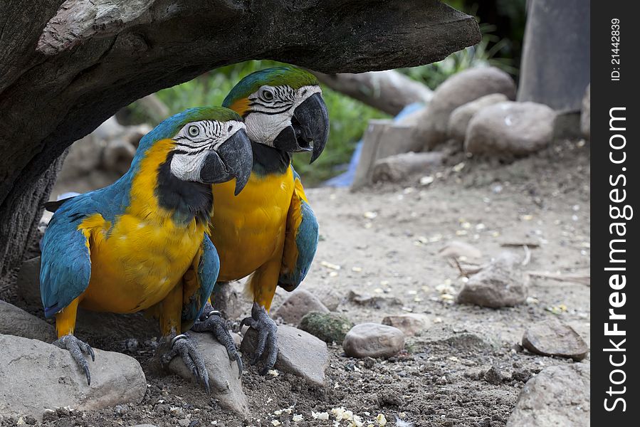 The multi colored parrot meeting on the log