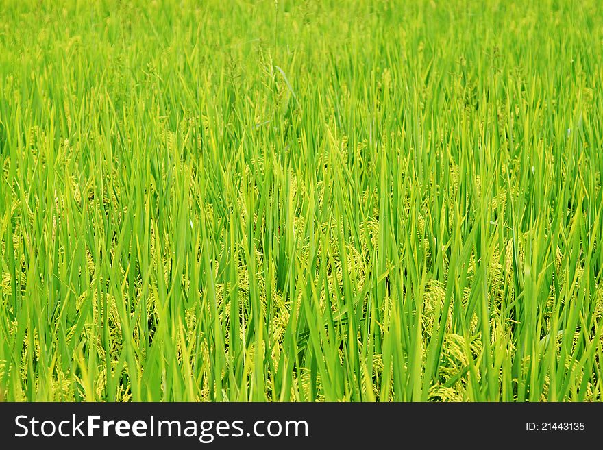 Harvest Rice Field