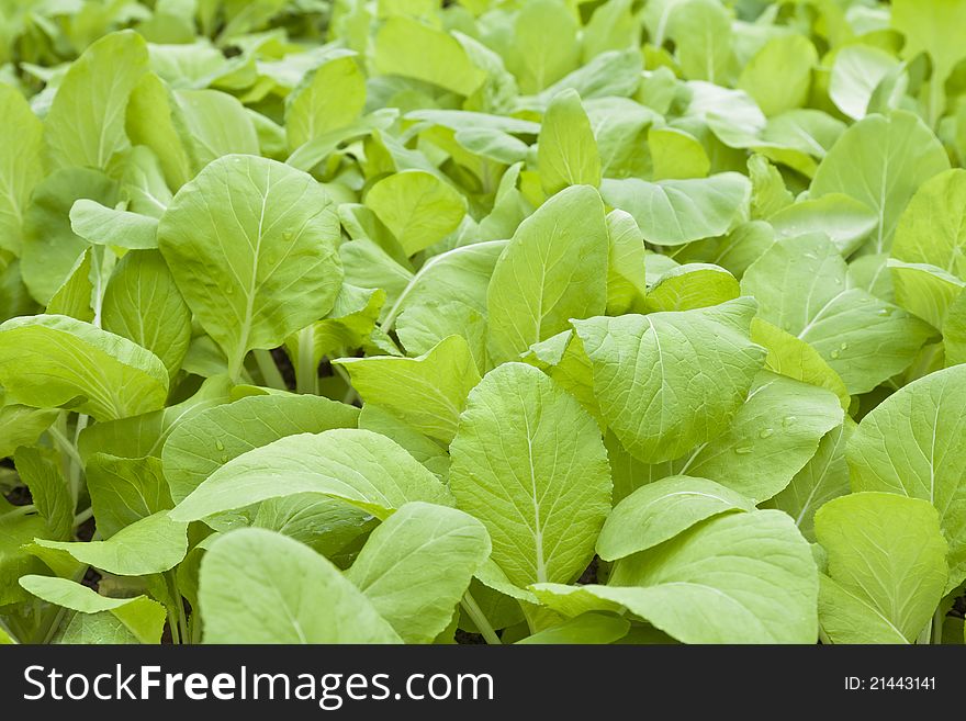 Chinese flowering cabbage on vegetable plot