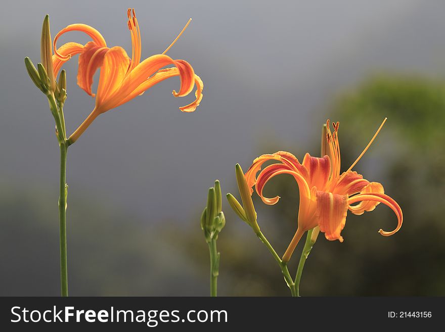 Orange Daylily On Green Blurred Background