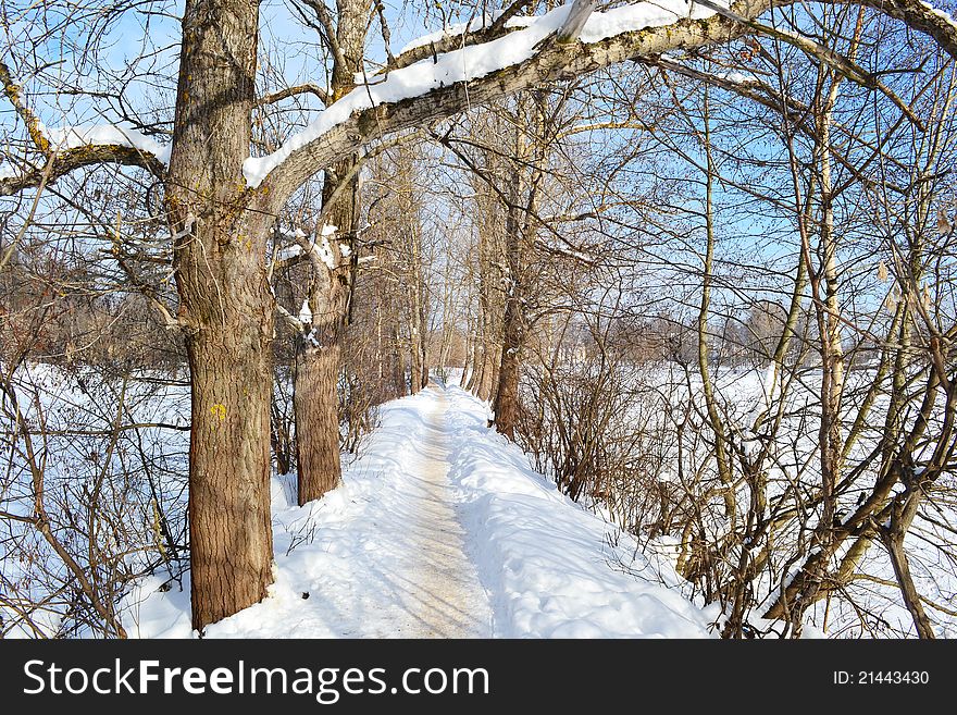 Road In Winter Forest