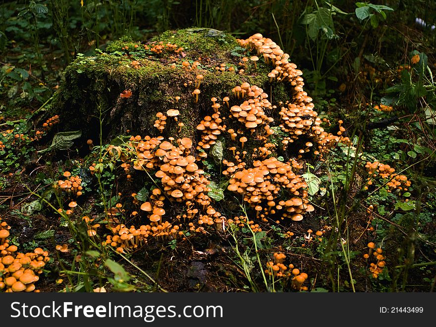 Fall mushrooms on a stump in forest in autum