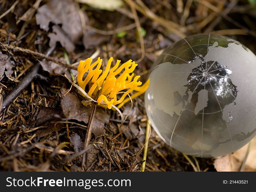 Mushroom And Lichen Glass Globe