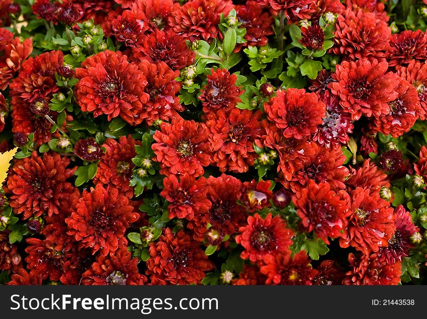 Many small wet red chrysanthemums with greens