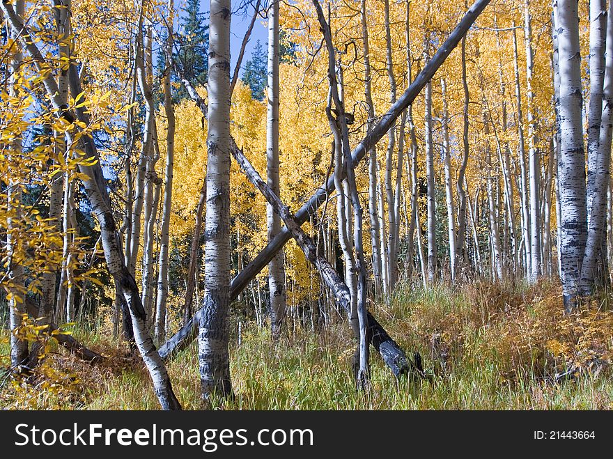 Crossed aspen trees on mountainside Colorado in Autumn. Crossed aspen trees on mountainside Colorado in Autumn