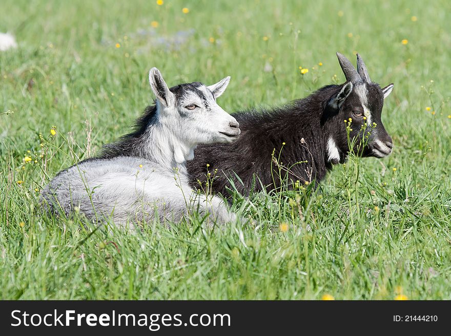 Two goats resting in the pasture