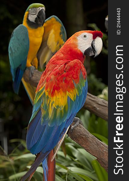 The multi colored parrot meeting on the log