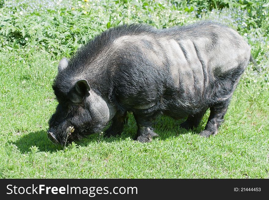 Vietnamese pig in the pasture