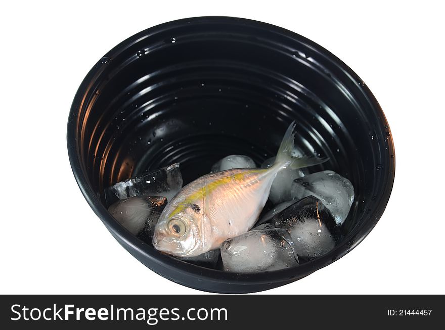 Fish On Black Bowl with ice white background.