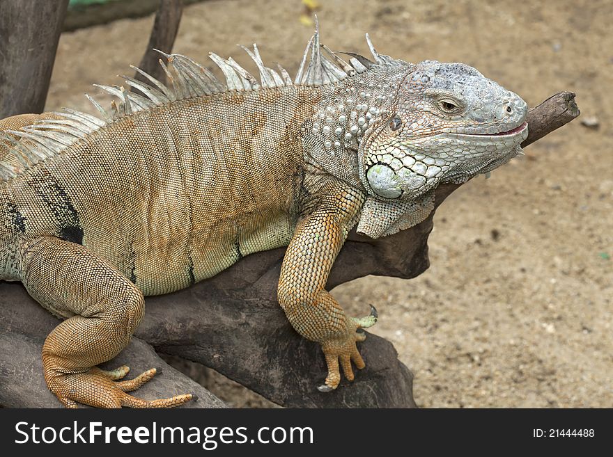 Yellow iguana relax on the wood in safari park, Thailand