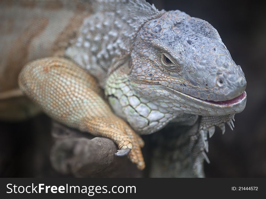 Yellow iguana relax on the wood in safari park, Thailand