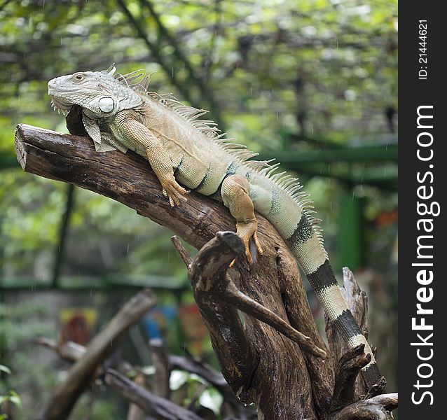 Yellow iguana relax on the rain in safari park, Thailand