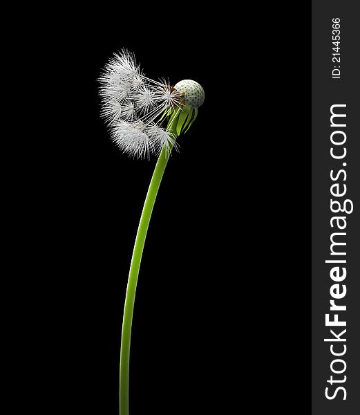 Bald dandelion isolated on black background, 3d image