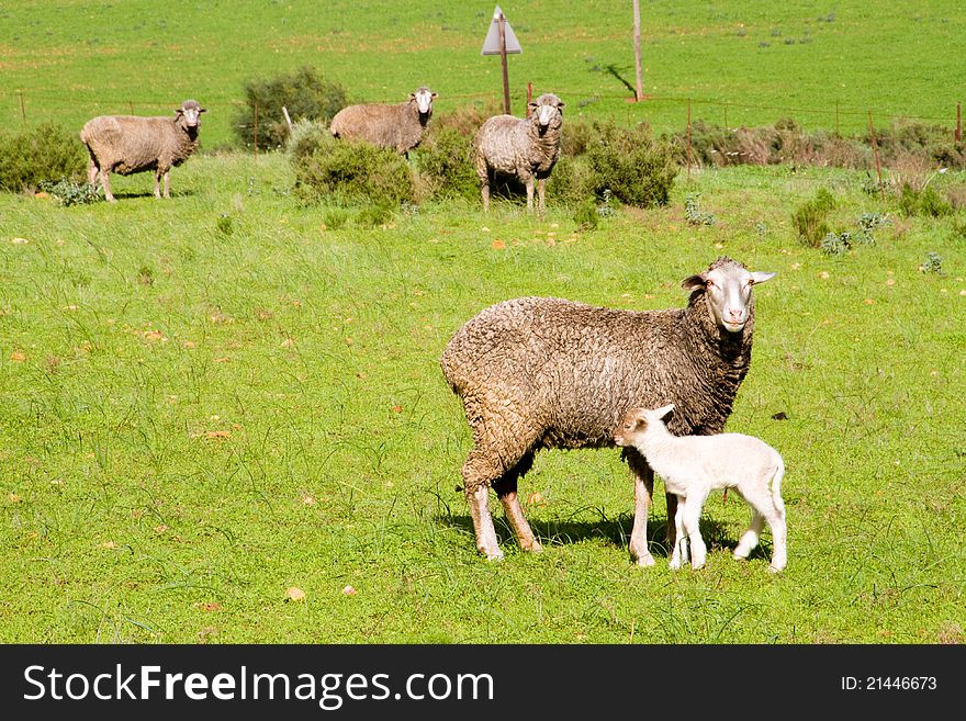 Sheep and a lamb in green fields in a rural landscape. Sheep and a lamb in green fields in a rural landscape