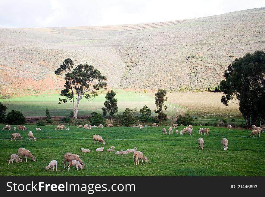 Flock of sheep grazing in green fields in a rural landscape. Flock of sheep grazing in green fields in a rural landscape