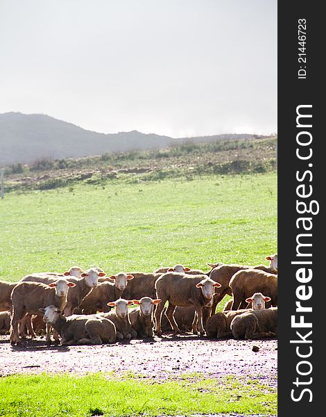 Flock of sheep in a rural farming landscape. Flock of sheep in a rural farming landscape