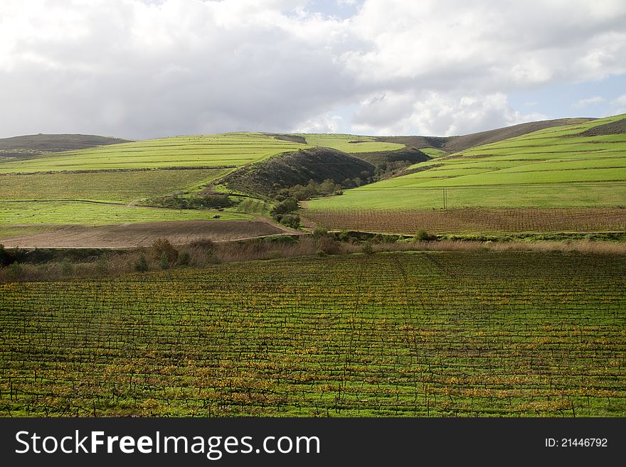 Green rural farm landscape with vineyard and crop fields. Green rural farm landscape with vineyard and crop fields