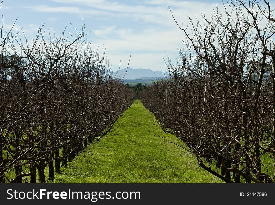 A winter orchard landscape with bare fruit trees. A winter orchard landscape with bare fruit trees