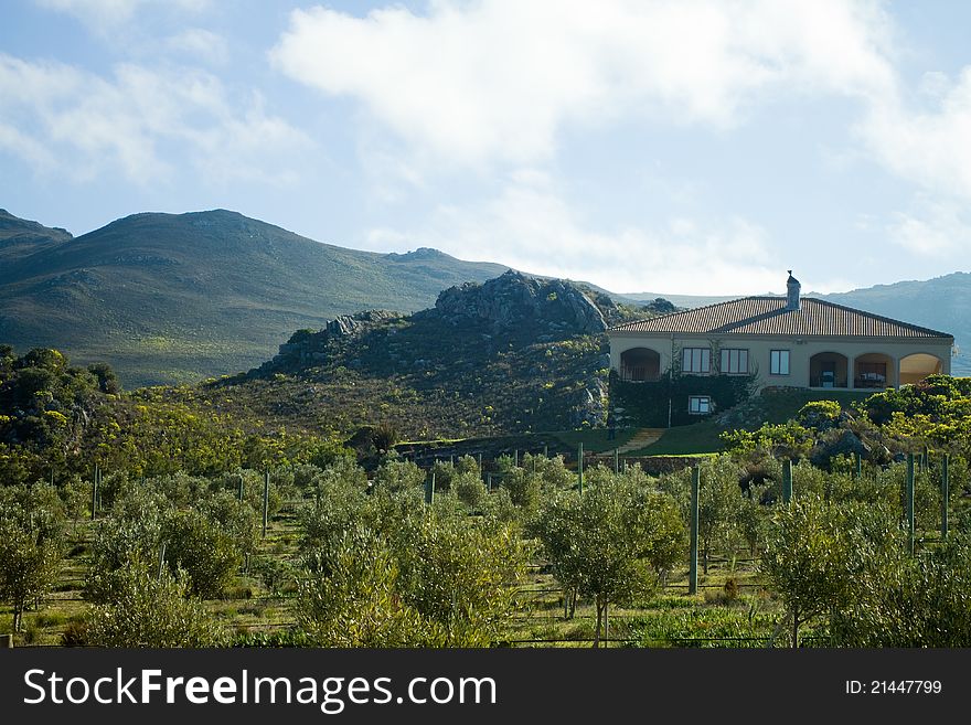 Summer villa hotel resort with mountains and olive trees in the landscape. Summer villa hotel resort with mountains and olive trees in the landscape