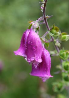 Foxglove With Water Droplets Royalty Free Stock Photo Foxglove With Water Droplets Royalty Free Stock Photo