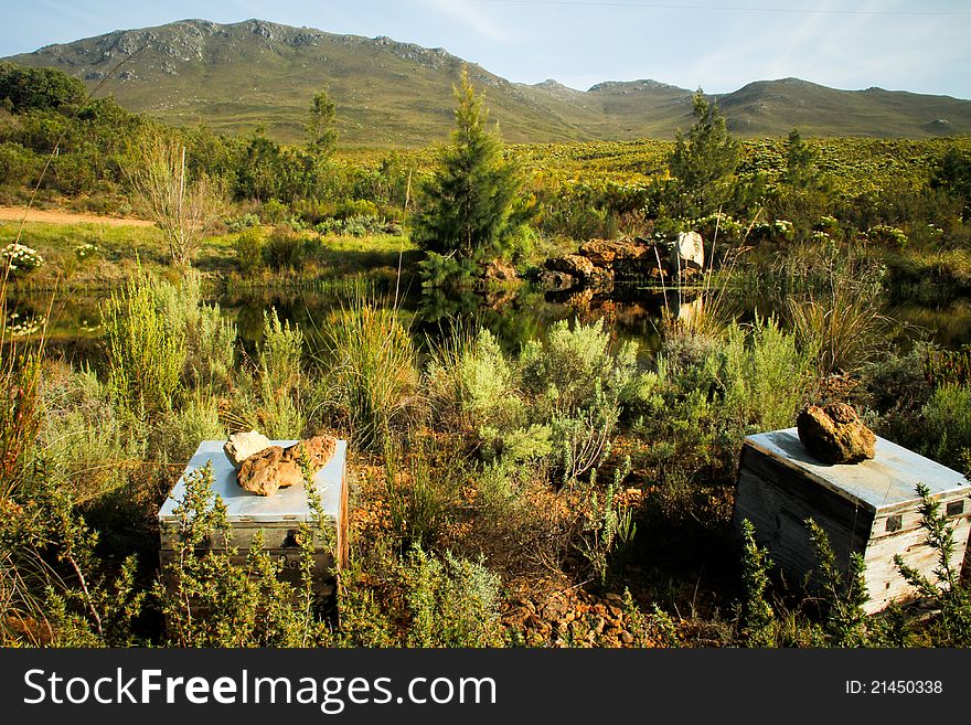 Organic Fynbos Honeybee Hives