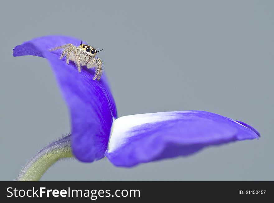 Macro of a jumping spider on flower