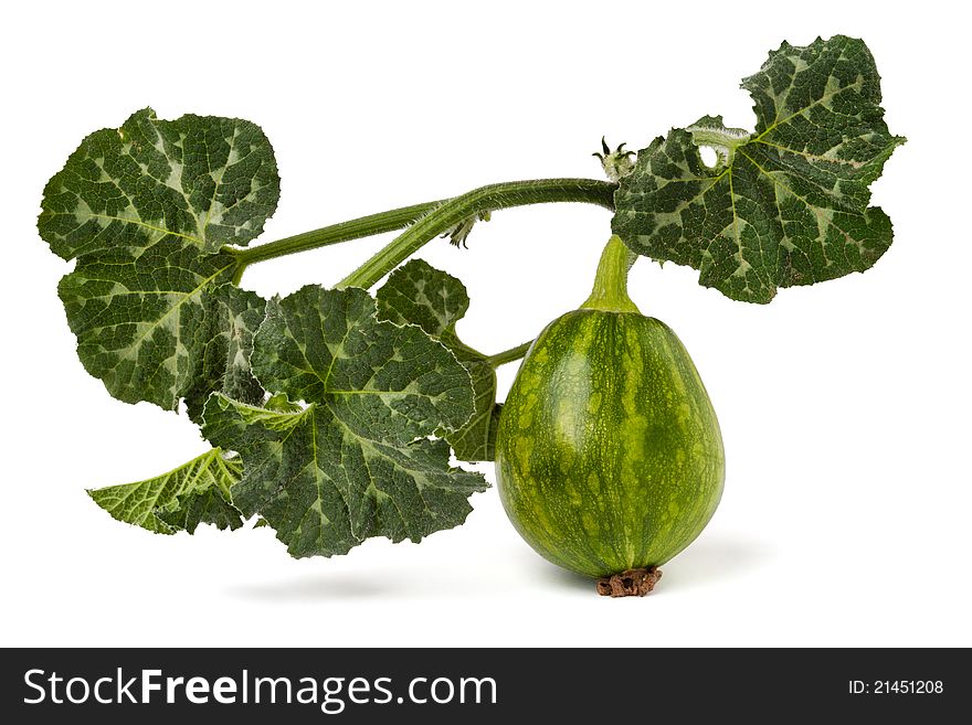 A small marrow with leaves