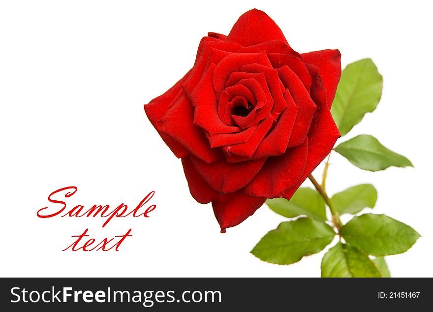 Red rose on white with space for text. Red rose on white with space for text