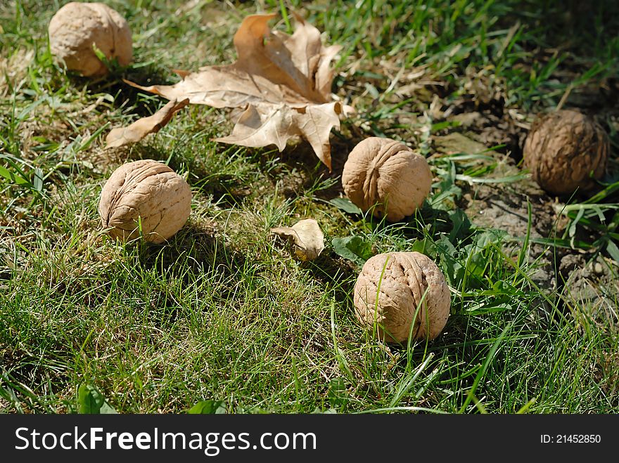 Fallen walnuts from the tree in autumn grass