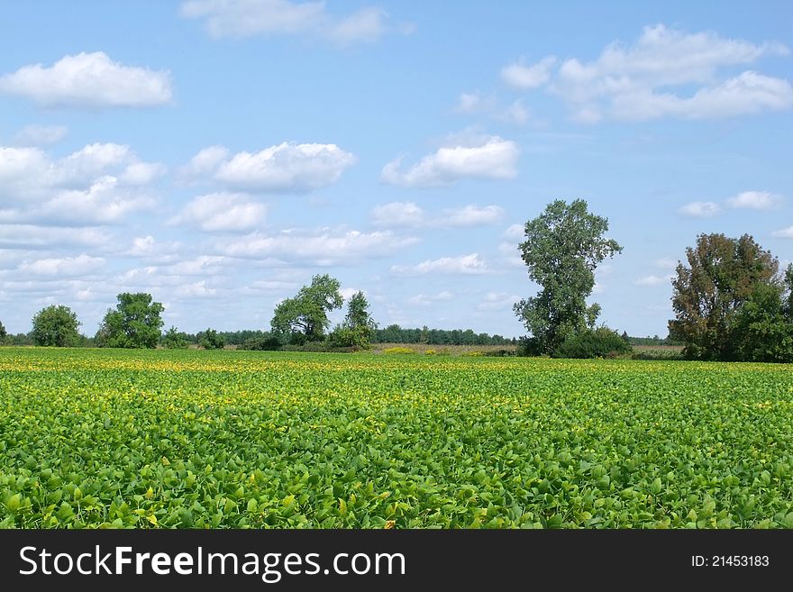 A soybean field stretches to a line of trees under a pretty summer sky
