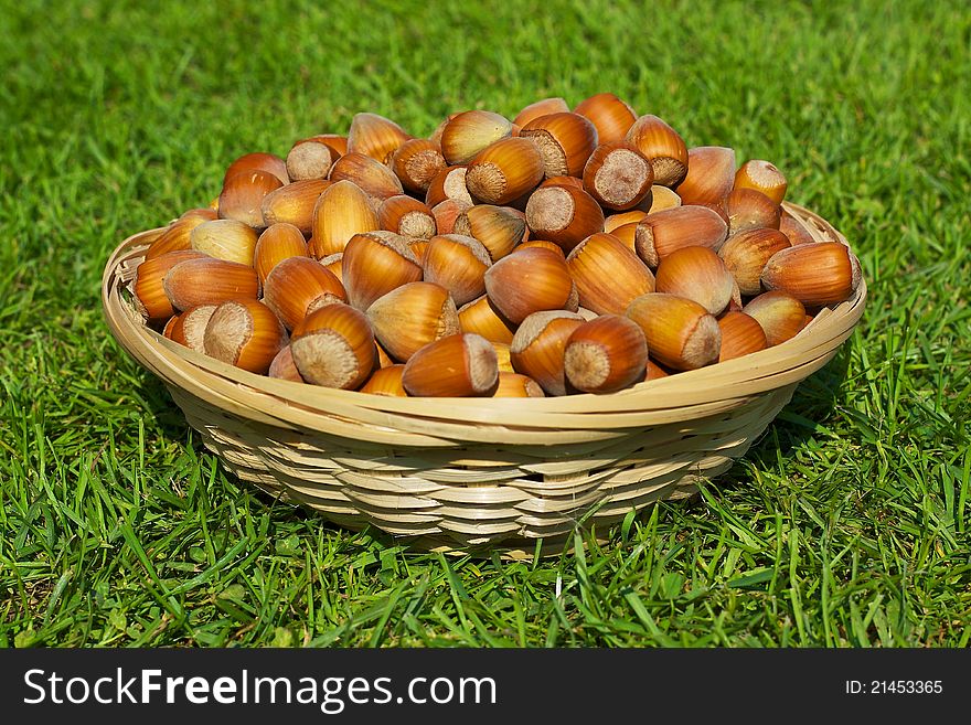 Fresh organic hazelnuts in a basket on green grass with natural light. Fresh organic hazelnuts in a basket on green grass with natural light