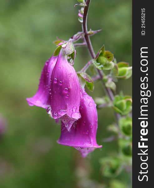 Close-up of a common foxglove (Digitalis purpurea) covered in rain drops. Close-up of a common foxglove (Digitalis purpurea) covered in rain drops