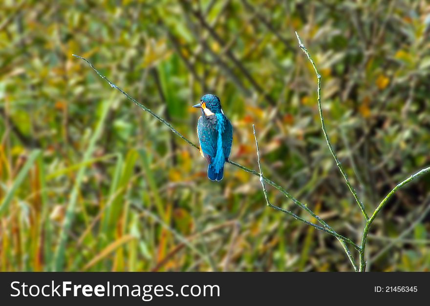 Kingfisher On A Twig