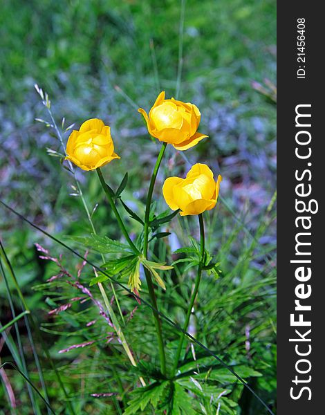 Three-flowered yellow rose with purple flowers in background. Three-flowered yellow rose with purple flowers in background