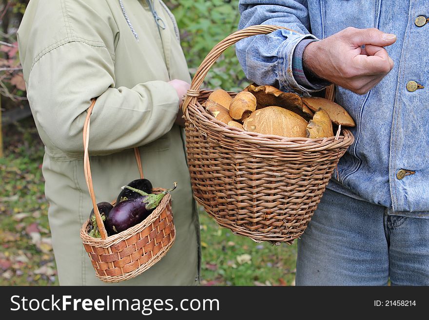 The two people's arms holding baskets with eggplants and mushrooms. The two people's arms holding baskets with eggplants and mushrooms.